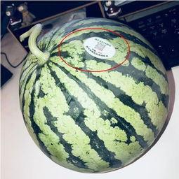 吴川西瓜网红吃瓜,甜蜜一夏,瓜界新宠 第1张 吴川西瓜网红吃瓜,甜蜜一夏,瓜界新宠 第1张